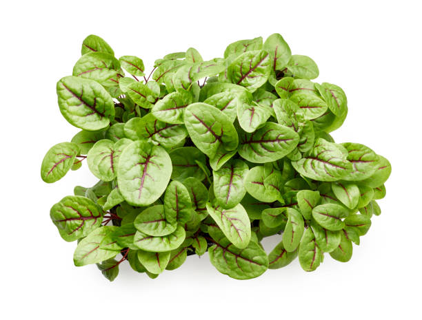 istock Fresh micro green sorrel leaves. Red veined sorrel. Top view. 1248117671