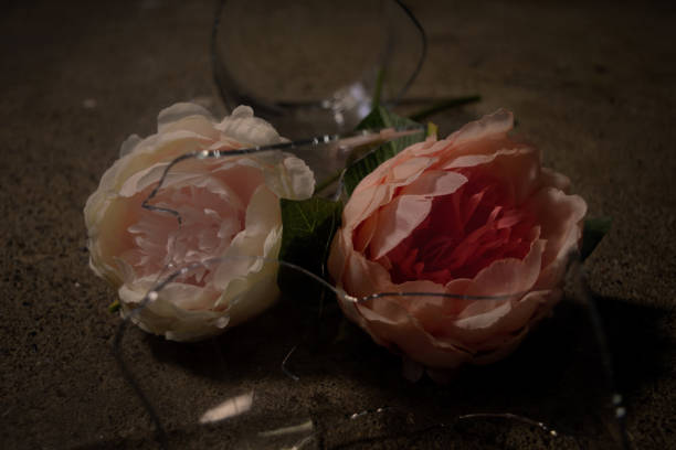 istock Flower photography 1248117747
