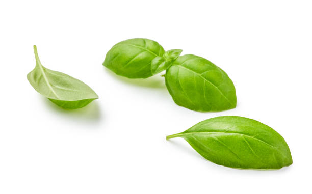 istock Fresh basil leaves isolated on white background 1248118354