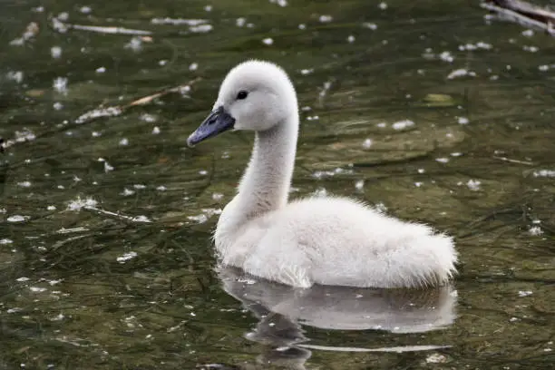 Close-up of a cute mute swan cygnet (Cygnus olor) swimming on pond with pollen on the water surface. Rastatt, Baden-Württemberg.