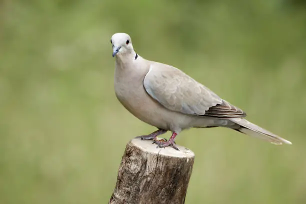 Eurasian collared dove, streptopelia decaocto, perched on wood stump in front of green natural background in Rastatt, Baden-Württemberg