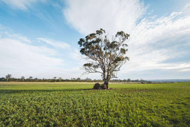 istock Lone tree in Tasmania, Australia 1248118471