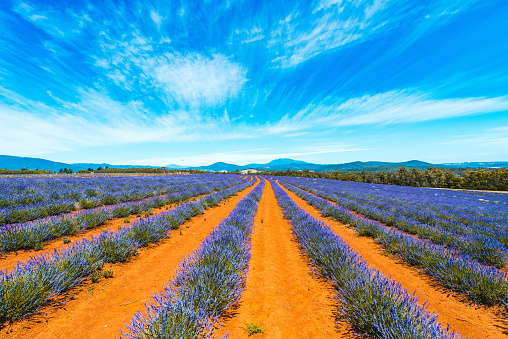 Lavender farm field seen at summer in Tasmania, Australia. Lavender has many health benefits, the oil can relieve stress, anxiety and other feelings.