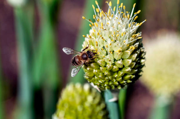 istock bee collects nectar on a blooming onion, macro 1248118864