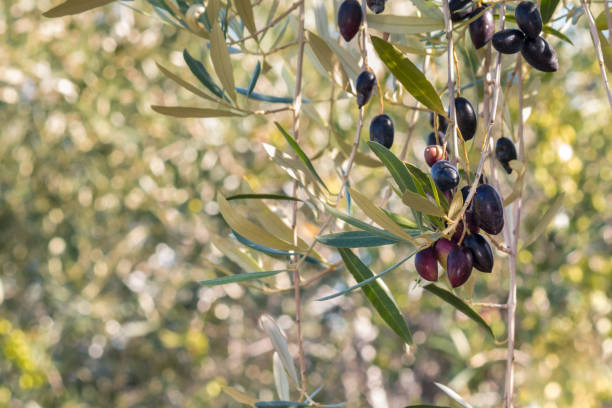 istock isolated ripe Calamata olives growing on olive tree with blurred background 1248121292