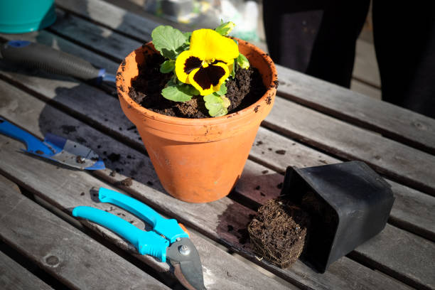 istock Planting the pansy flower into clay pot 1248123342