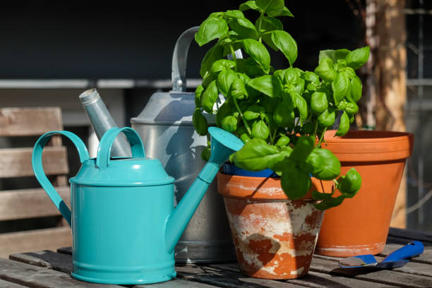 istock Front view of basil plant with gardening tools 1248124059