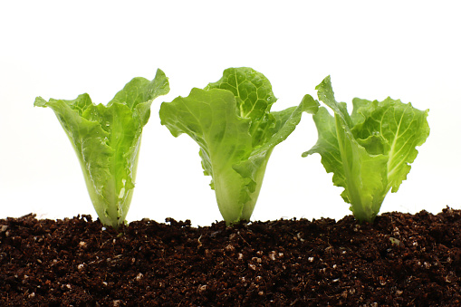 Variety of Fresh lettuce seedling