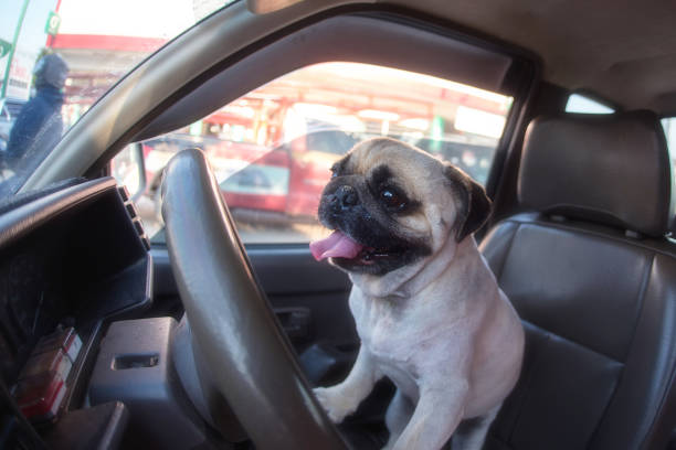 istock Pug Dog drive a car 1248125664