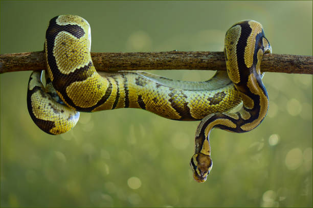 ball phiton auf zweig im tropischen garten - royal python stock-fotos und bilder