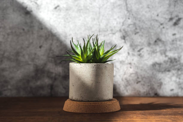 istock house plant cactus in concrete pot on wood table with sunlight create shadow from window at concrete wall 1248126002