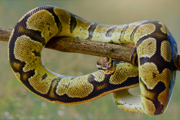 ball phiton auf zweig im tropischen garten - royal python stock-fotos und bilder