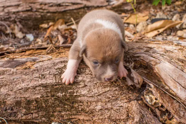 young dog with the first steps discovering the big world