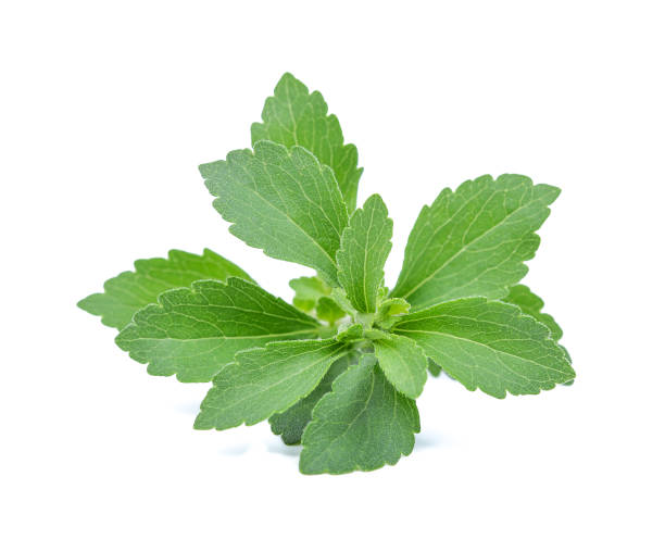 istock Stevia rebaudiana plant isolated on white background 1248128831