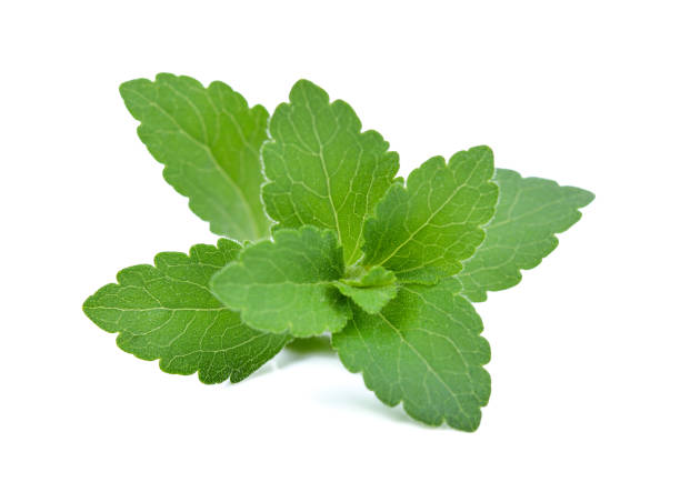 pianta stevia rebaudiana isolata su sfondo bianco - sweetleaf foto e immagini stock