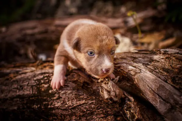 young dog with the first steps discovering the big world