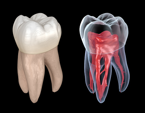 Dental root anatomy - First maxillary molar tooth. Medically accurate dental 3D illustration