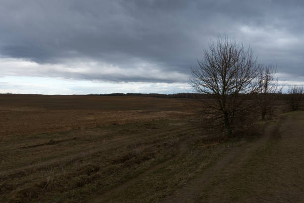 istock Dirt road in the fields on a cloudy evening. A small stunted tree. 1248130598