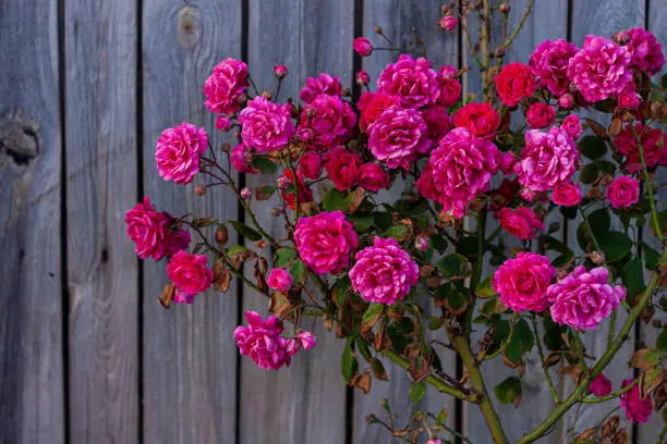 Pink roses bush on old wooden fence background. Beautiful dark and moody spring summer backdrop. Low key color nature banner copy space. Rosy flowers buds with green leaves in the garden greeting card