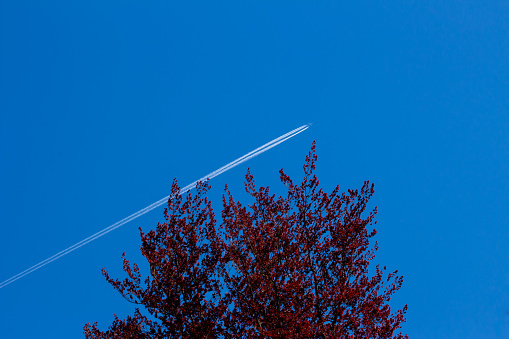 Treetop of a copper beech against a clea blue sky with a airplane and a white contrail, Fagus sylvatica f. purpurea