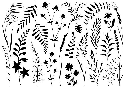 Set of decorative plants. Vector design elements isolated black on white background.