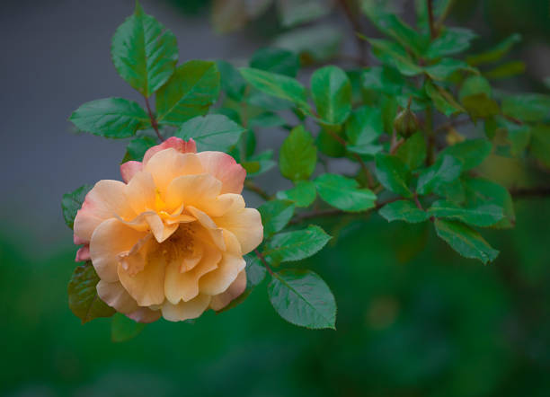 istock Large blooming rose in the garden 1248134211