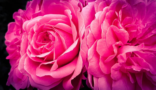 istock Beautiful pink rose peony petals 1248134564