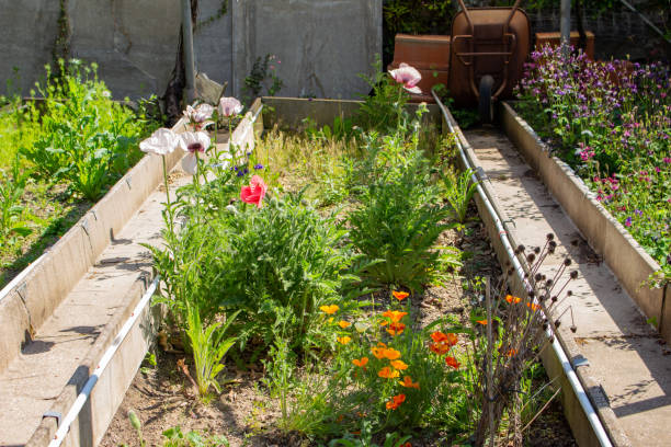 istock Flower bed in a old damaged abandoned greenhouse 1248134576