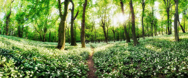 istock Spring forest with blooming white flowers and sun. Wild garlic - Carpathian mountain 1248134736