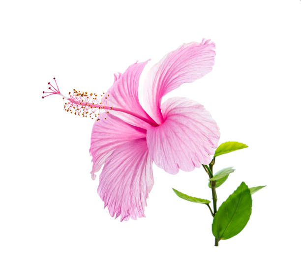 istock Pink hibiscus flower isolated on white background 1248135387
