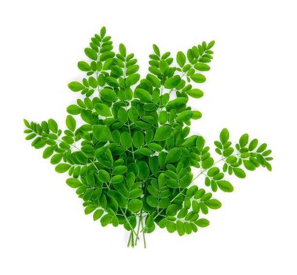 Top view of Moringa olifera leaves isolated on white background Moringa oleifera leaves isolated on white background. top view moringa leaves stock pictures, royalty-free photos & images