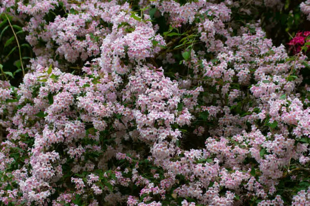 Photo of Flowers of a beauty bush, also called Kolkwitzia amabilis, Kolkwitzie or Perlmuttstrauch