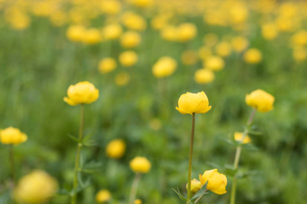 istock Nature and landscapes 1248135699