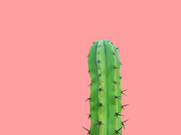 istock Beautiful long prickly green cactus with thorns on pink background. Creative poster banner template for 5 May holiday gardening greenery concept 1248135708