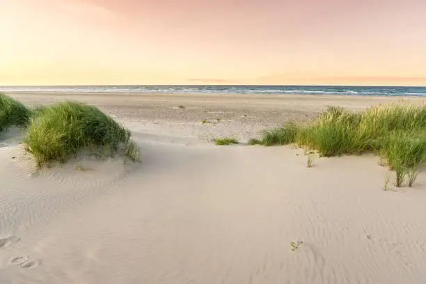 Photo of Beach with sand dunes and marram grass in soft purple sunrise sunset light. Skagen Nordstrand, Denmark. Skagerrak, Kattegat.