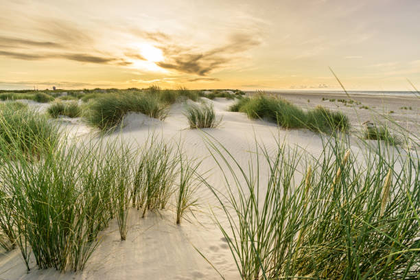istock Beach with sand dunes and marram grass with soft orange sunrise sunset back light. Skagen Nordstrand, Denmark. Skagerrak, Kattegat. 1248137503