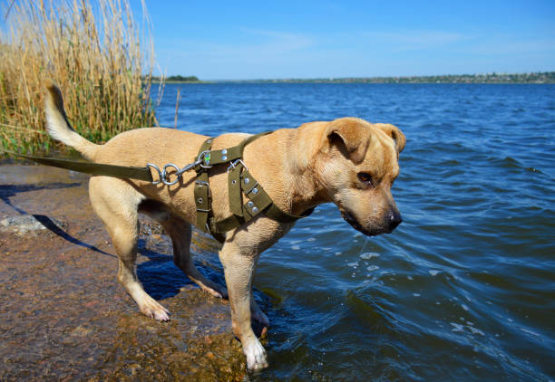 Young vizsla dog enjoying the cold water at Grunewald lake
