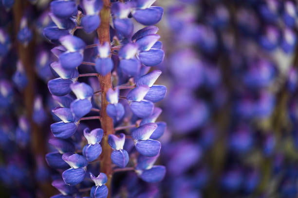 istock Lupine flowers on a wild field 1248140304
