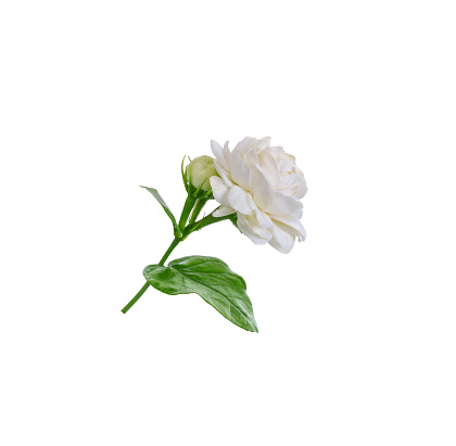 Jasmine flower isolated on white background .