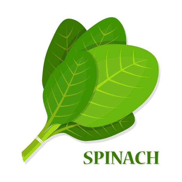 ilustrações de stock, clip art, desenhos animados e ícones de spinach tasty fresh herb green leaves healthy food vector illustration - espinafres