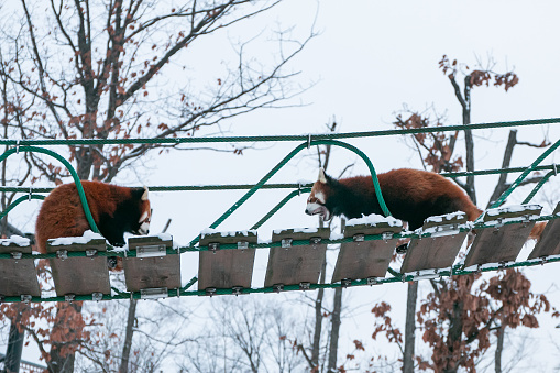 2 red panda on the wooden bridge in the snow
