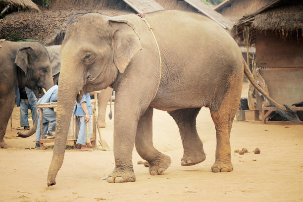 istock Baby Elephant walking in village 1248141825