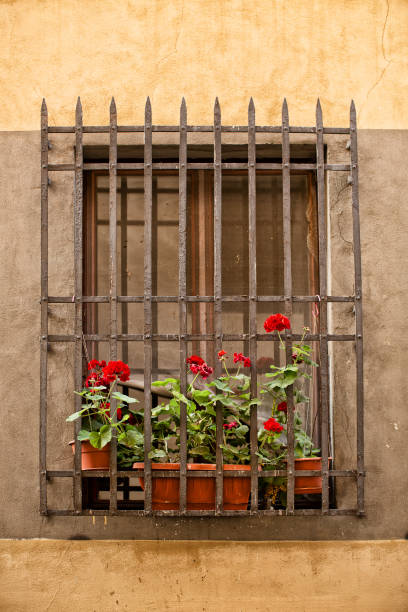 istock View of planter boxes growing carnations in flower 1248141853