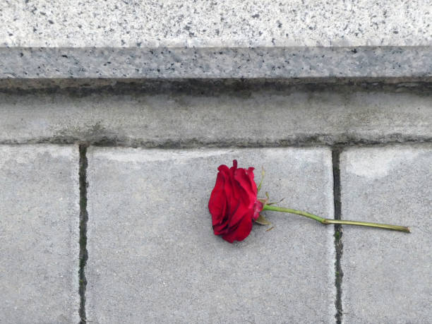 istock Red rose laying on the street 1248142090