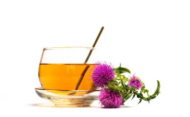 Milk thistle herbal tea and flower isolated on white, common herbal medicine plant for liver failure