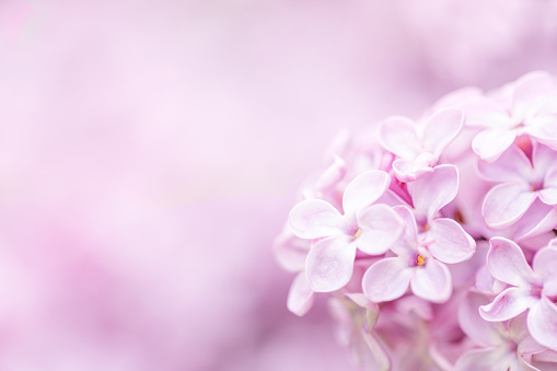 A DSLR close-up photo of beautiful Lilac blossom with bokeh light. Shallow depth of field.