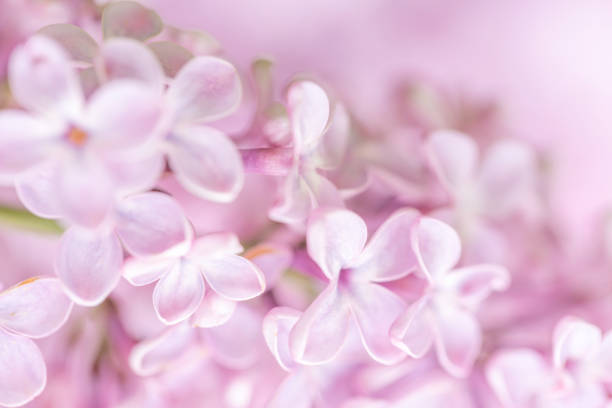 istock Soft and gentle pink lilac flowers 1248145295