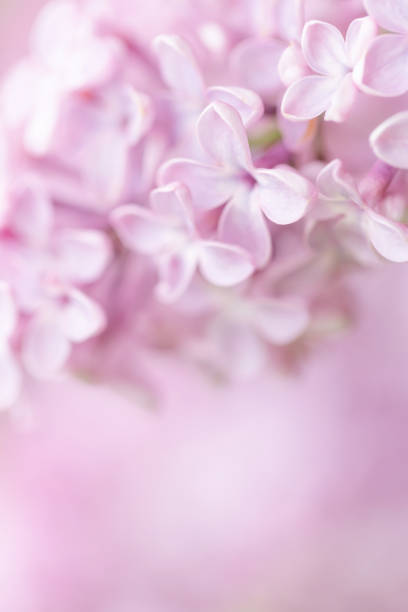 istock Soft and gentle pink lilac flowers 1248145375