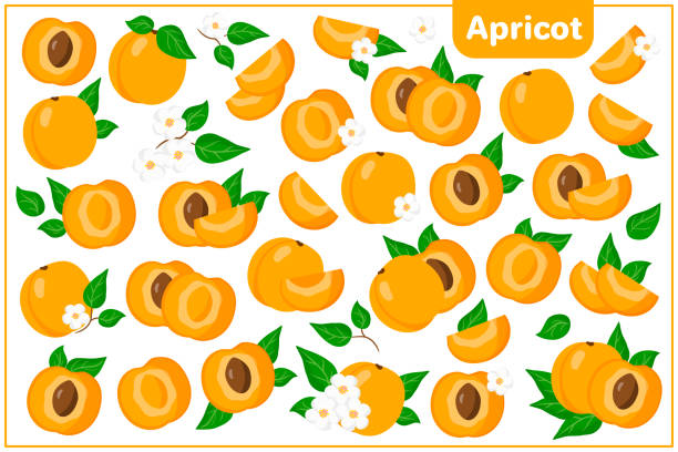 satz von vektor-cartoon-illustrationen mit aprikosen exotische früchte, blumen und blätter isoliert auf weißem hintergrund - plum leaf fruit white stock-grafiken, -clipart, -cartoons und -symbole