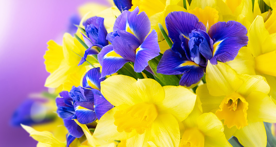 bouquet of daffodil and iris flowers over bright violet defocused background close up